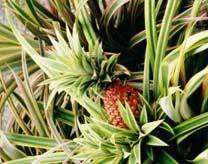 A Pineapple Bush